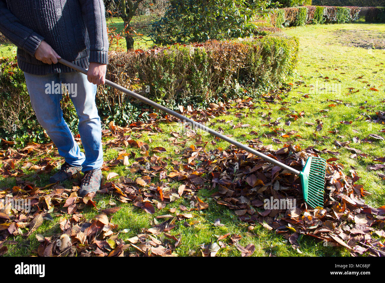 Homme ramasser des feuilles dans le jardin. Nettoyage d'automne dans le jardin. Banque D'Images