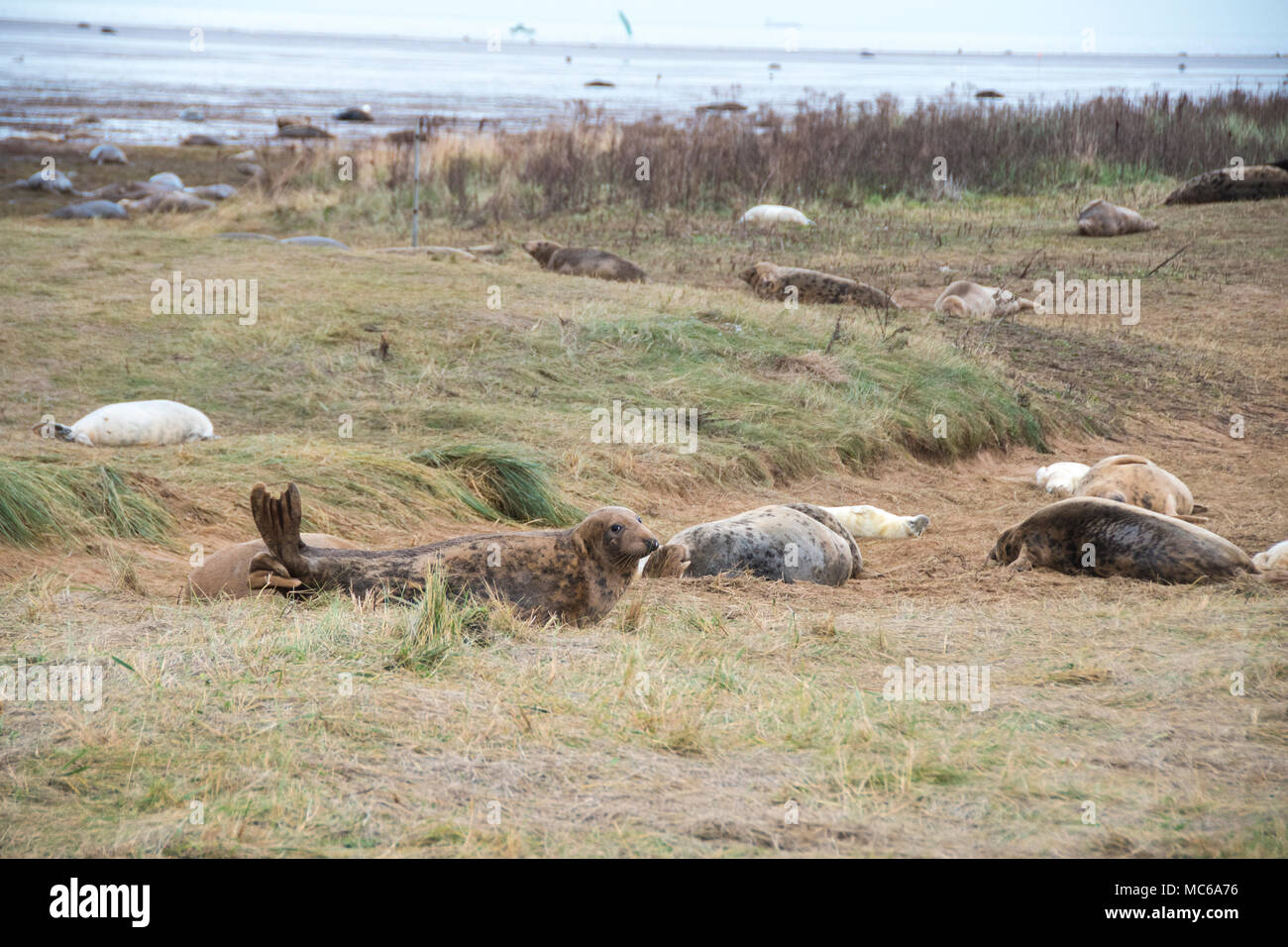 Donna Nook, Lincolnshire, ANGLETERRE - 15 novembre : les phoques gris viennent à terre à la fin de l'automne pour la saison de naissance le 15 novembre 2016 à Donna Nook Seal Sanctuary, Lincolns Banque D'Images