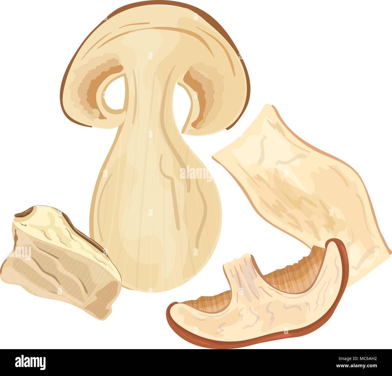 Cèpes ou Boletus edulis, penny bun, cep, porcino. Champignons comestibles, champignons porcini séchés Illustration de Vecteur