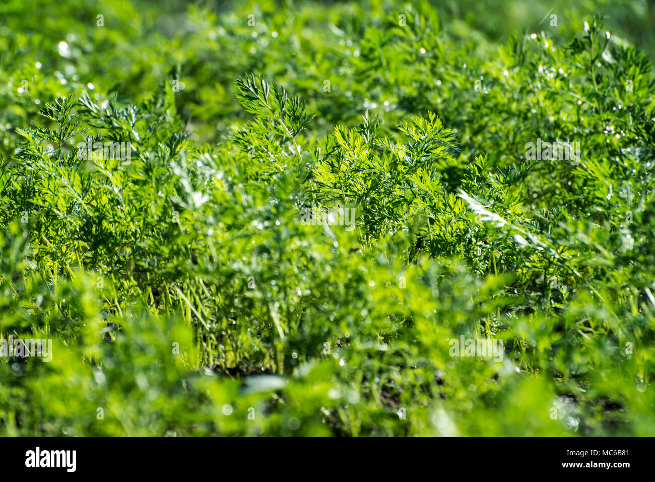 Close-up of green carotte biologique cultivée laisse à l'extérieur. Selective focus, SDF. Banque D'Images