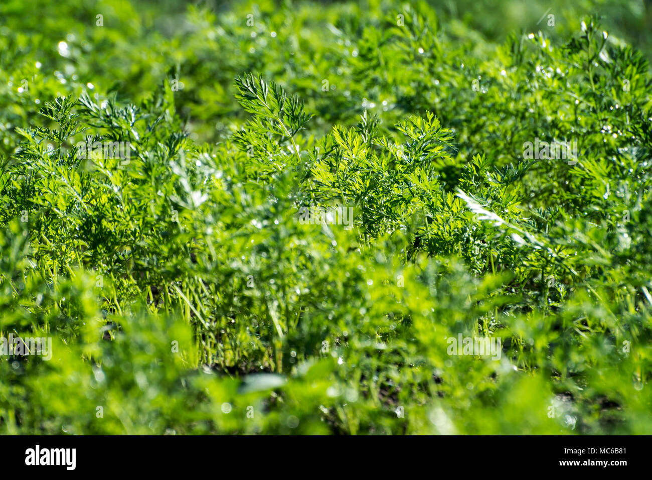 Close-up of green carotte biologique cultivée laisse à l'extérieur. Selective focus, SDF. Banque D'Images