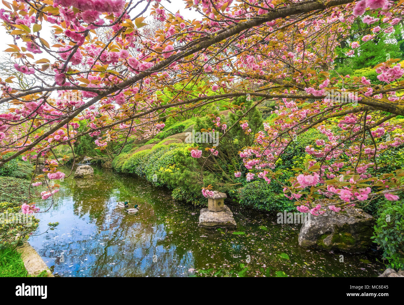 Rome (Italie) - Le Jardin botanique de l'université de Trastevere est un parc avec des fontaines monumentales et un jardin japonais ici dans la fleur appelée Hanami Banque D'Images