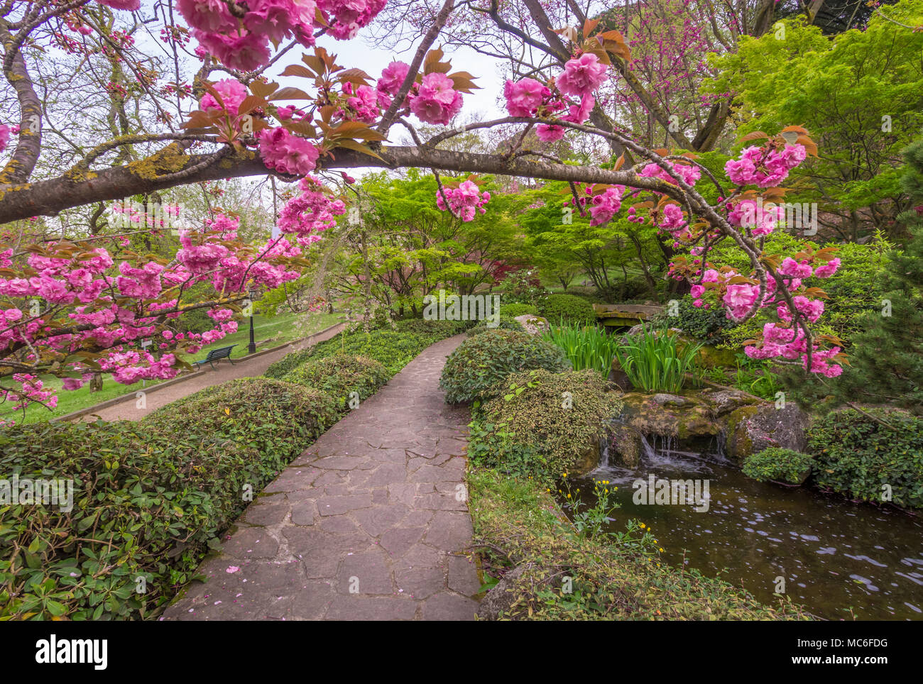 Rome (Italie) - Le Jardin botanique de l'université de Trastevere est un parc avec des fontaines monumentales et un jardin japonais ici dans la fleur appelée Hanami Banque D'Images
