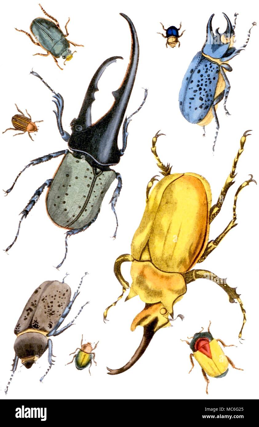 Animaux - coléoptères colorés à la main par plaque et Fullarton Co. depicitng de coléoptères, d'Oliver Goldsmith's 'Une histoire de la Terre et Nature" Circa 1852 Banque D'Images