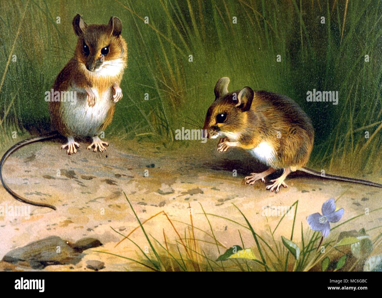 Animaux à cou jaune de la souris et du bois de la souris (à droite). Impression lithographique - planche de J G Millais, 'Les mammifères de Grande-bretagne", 1906, Banque D'Images