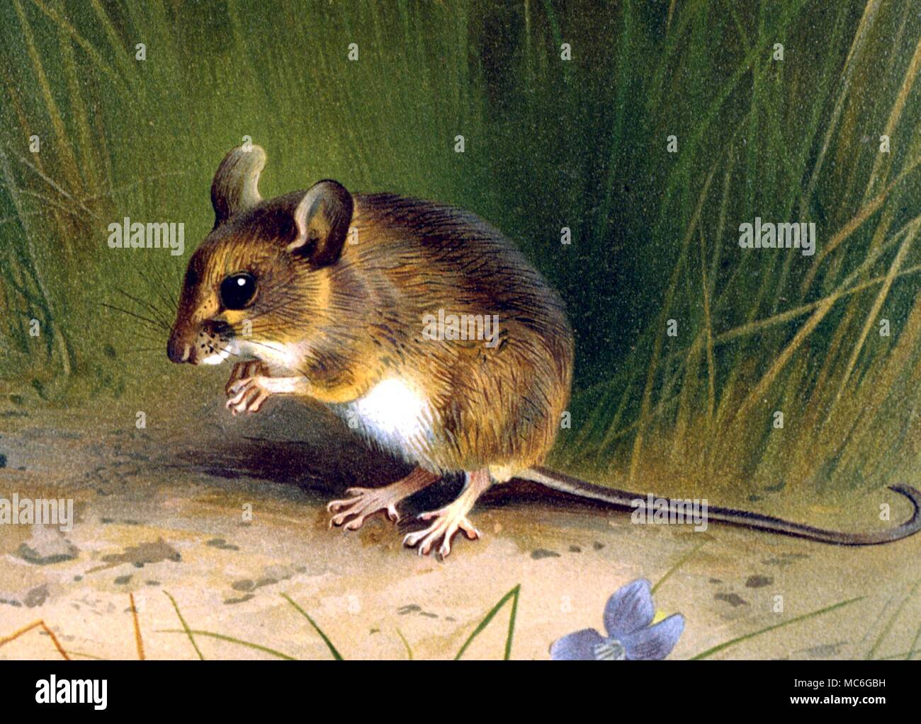 La souris La souris animaux en bois. Impression lithographique - planche de J G Millais, 'Les mammifères de Grande Bretagne' Banque D'Images