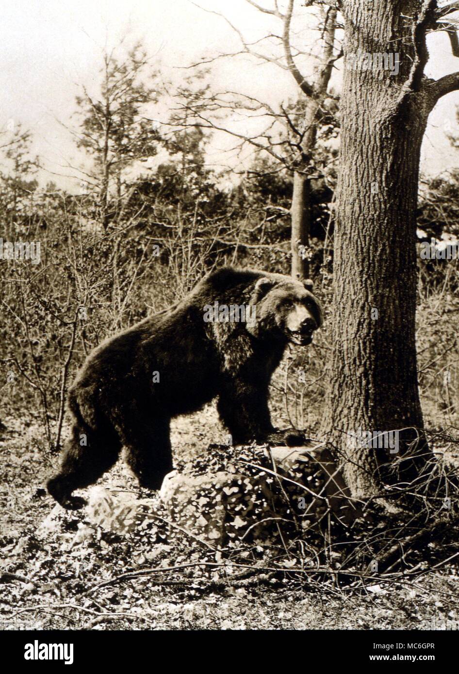 Plaque de la photogravure d'un ours brun tué près de Hamdalen en Norvège, 1899. De J G Milla, les mammifères de Grande-Bretagne, 1906 Banque D'Images