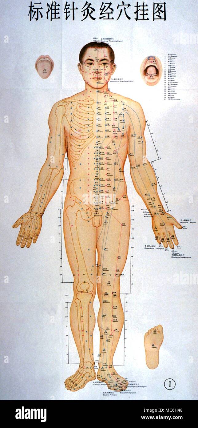 L'acuponcture chinoise, montrant les lignes à l'avant du corps Banque D'Images