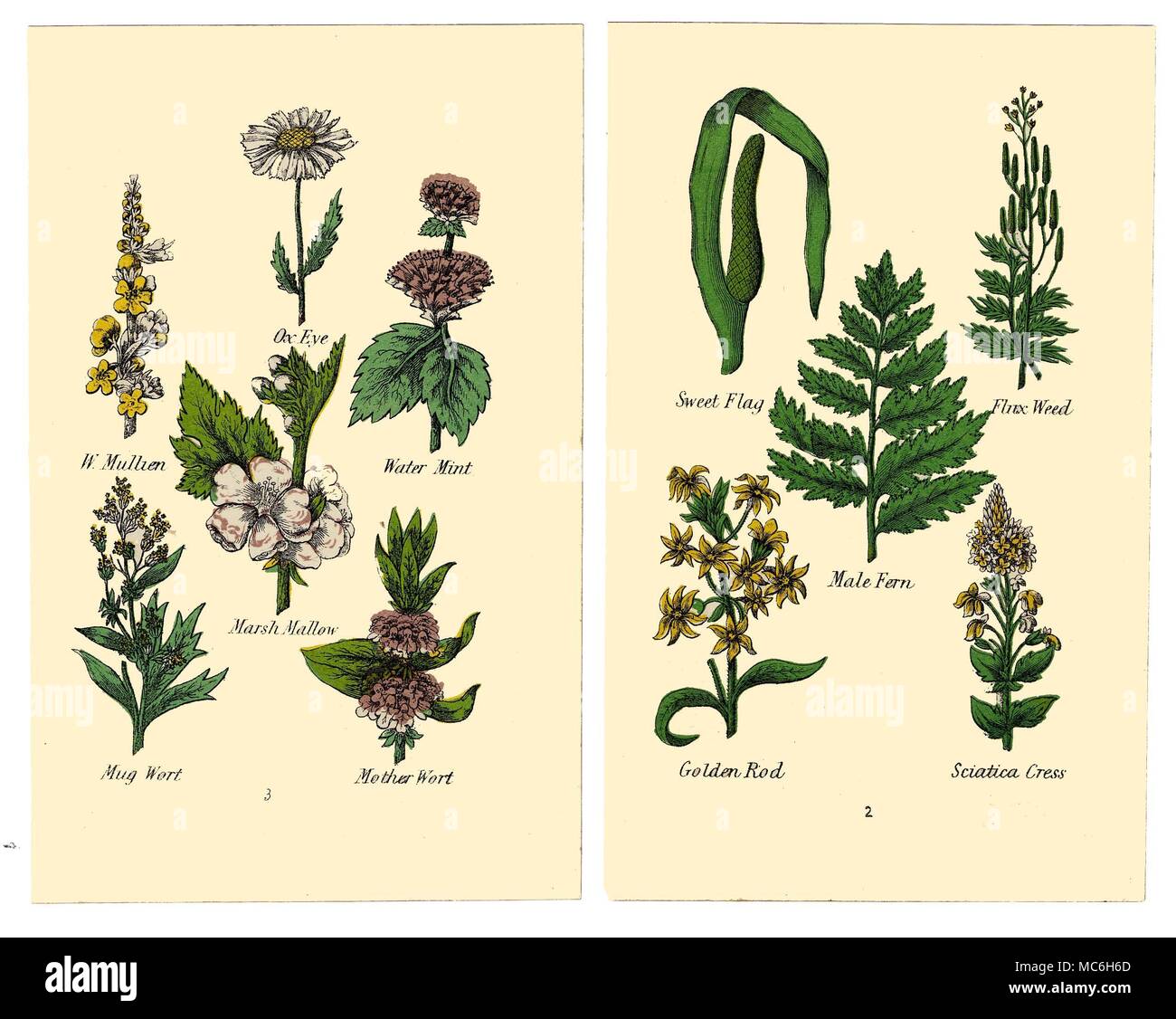 Herbes et fleurs Les plantes suivantes sont de deux plaques dans l'édition de Halifax 1869 Matthew Robinson de la nouvelle famille de plantes. Oeil de Boeuf sauvage, Molène, menthe aquatique, Guimauve, Mug, Mère de millepertuis Millepertuis. Sweet Flag, de lin, de mauvaises herbes, Fougère mâle Golden Rod, sciatique Cresson. Banque D'Images