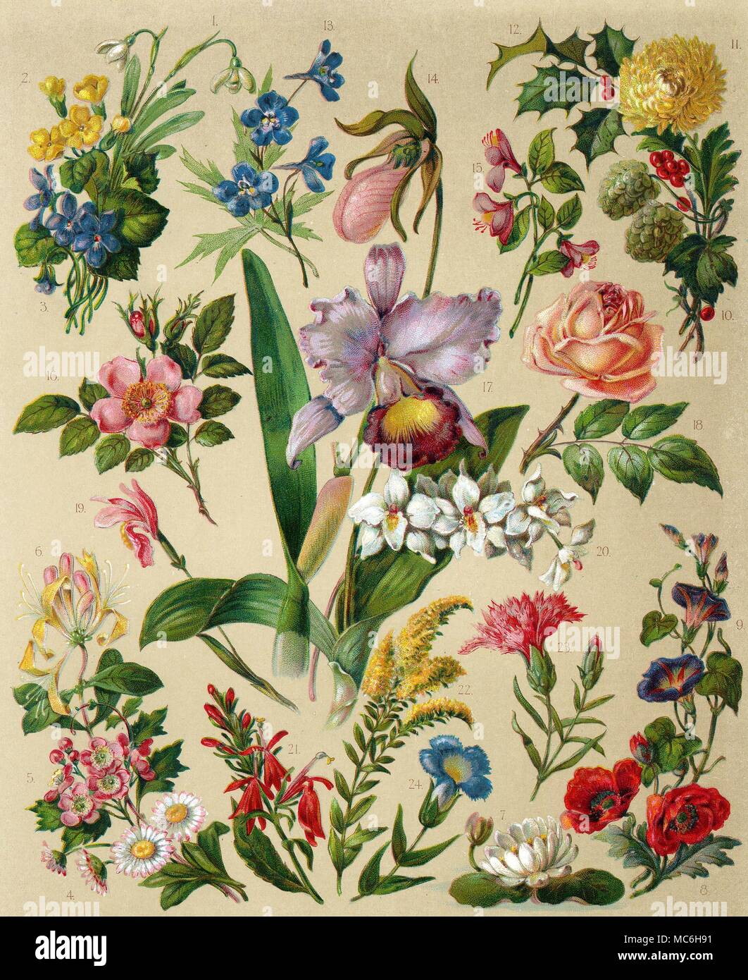 Les plantes - les plantes à fleurs, familiers des mois les douze premières sont associées à la mois correspondants de l'année, dans la tradition anglaise. 1 Anglais Snowdrop [janvier], 2 [février] Primrose Anglais, 3 français, 4 mars Violet [English] [Avril Daisy, 5 Français l'Aubépine [peut], 6, anglais Honeysuckle [juin], 8 Jardin Rouge Coquelicot [août], 9 Morning Glory [septembre], 10 Hop [octobre], 11 [Novembre] chrysanthème et Holly 12 [décembre]. Les autres plantes sont 13 Larkspur, Cypripedium acaule 14, 15, 16 Polygala Wild Rose, 17 Cattleya trianae, 18, 19 Rose cultivée Arethusa bulbos Banque D'Images