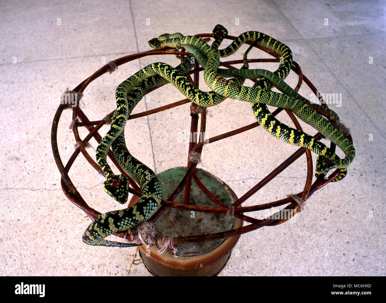 Les Serpents et serpent charmant dans le Snake Temple Bouddhiste, Penang, Malaisie Banque D'Images