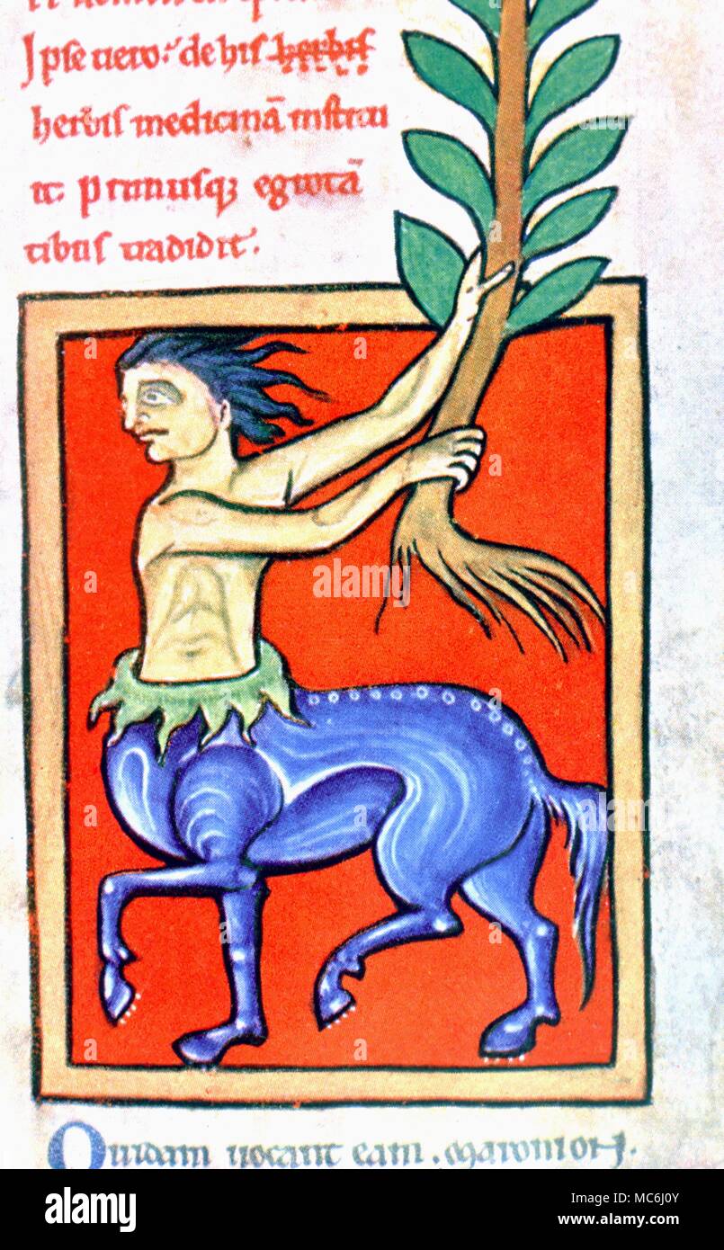 Creature Mi Homme Mi Animal Mythologie La Mythologie grecque Le Centaure mi-homme mi-cheval brandissant l'herbe du  centaure Centaur. À partir d'une treizième siècle à partir d'une base de  plantes imprimer dans l'édition 1928 de Charles Singer's Histoire d'une