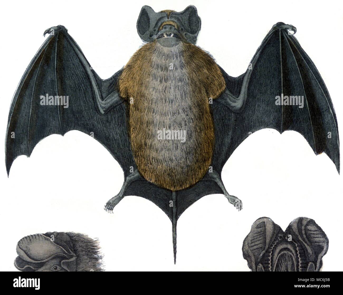 Les chauves-souris d'une histoire de la Terre et la nature animée par Oliver Goldsmith 1820 gravures coloriée Banque D'Images