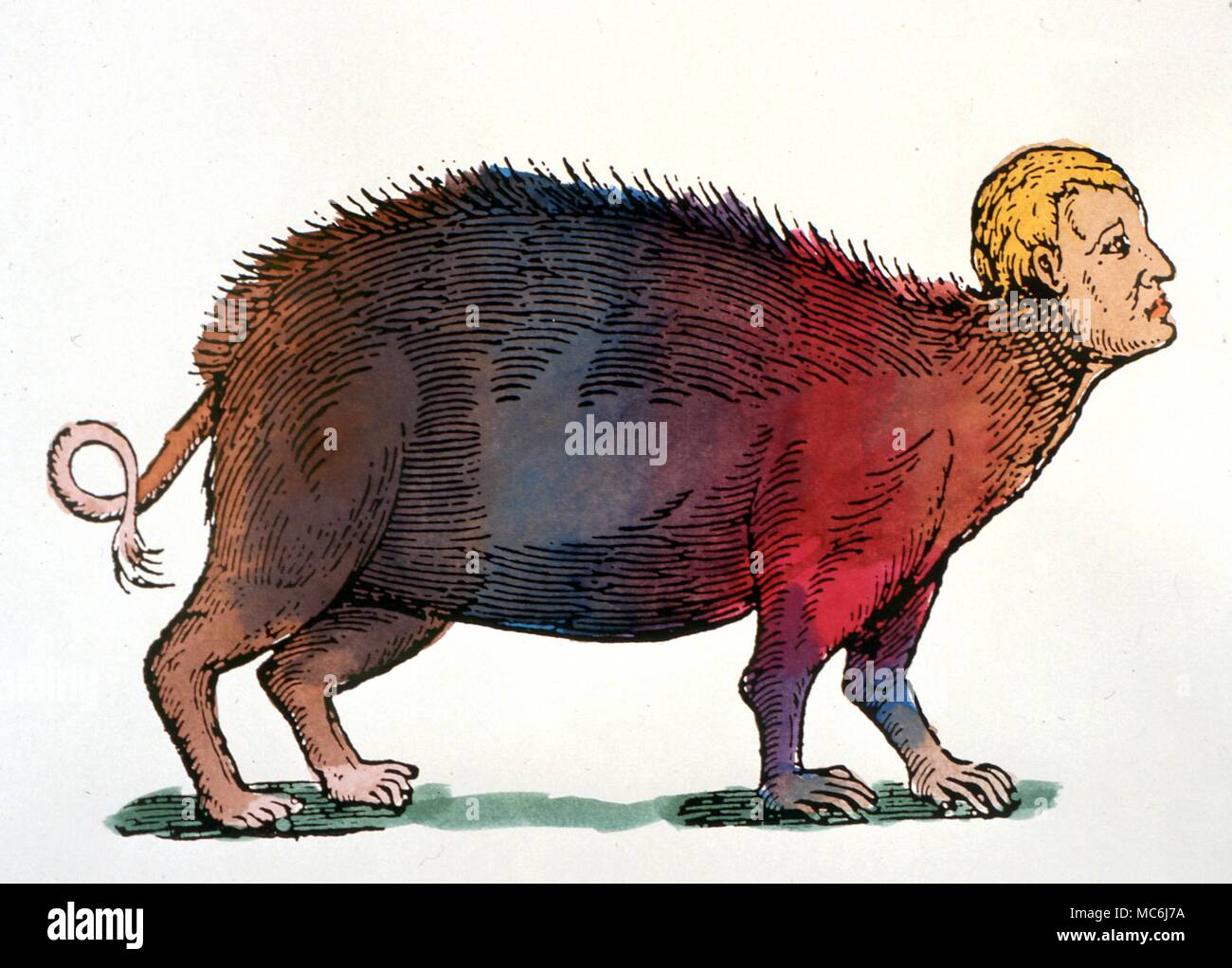 Des monstres. Pig à visage humain et les mains. De la cité médiévale sur "monstres et merveilles'' par Ambroise Pare. ' Banque D'Images
