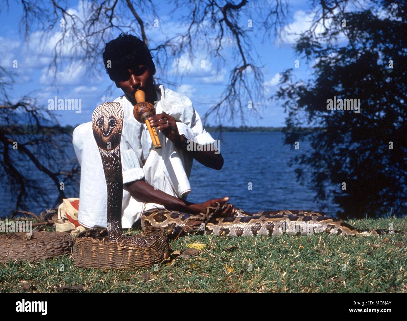 Les charmeurs de serpent. Sri-Lankais charmeur de serpent, jouant de la flûte pour 'Dancing'cobra Banque D'Images