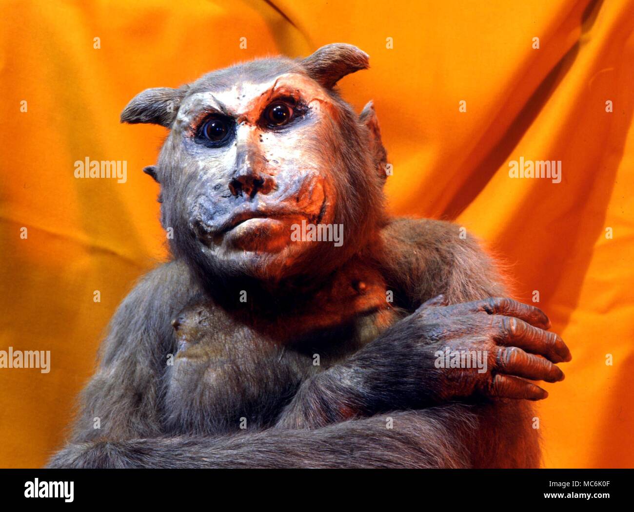 Démons - Démon fabriqué par Charles Waterton à partir d'un singe en peluche, qu'il donna des cornes. C'était une blague, une image de soi-disant Luther Banque D'Images