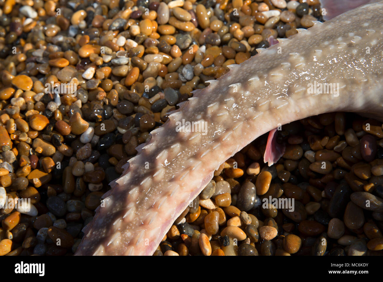 Un ondulent ray, Raja undulata, pris à partir de la plage de Chesil dans Dorset avant d'être retournés vivants montrant des épines ou crampons sur sa queue. L'ondulent ray h Banque D'Images