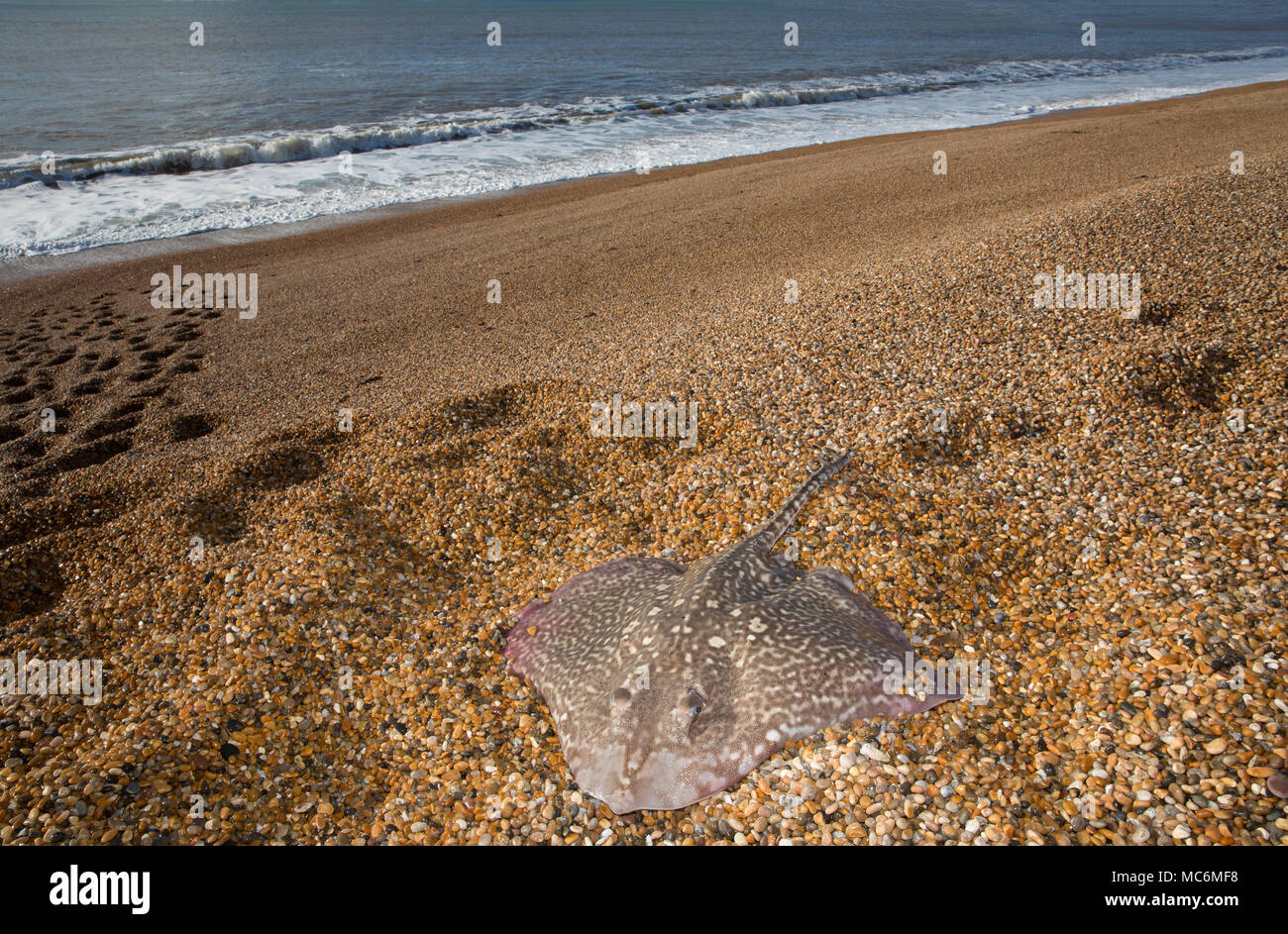 Un Thornback ray pris pêche côtière à partir de la plage de Chesil dans Dorset avant d'être relâchés vivants. Thornbacks avec d'autres espèces ray j Banque D'Images