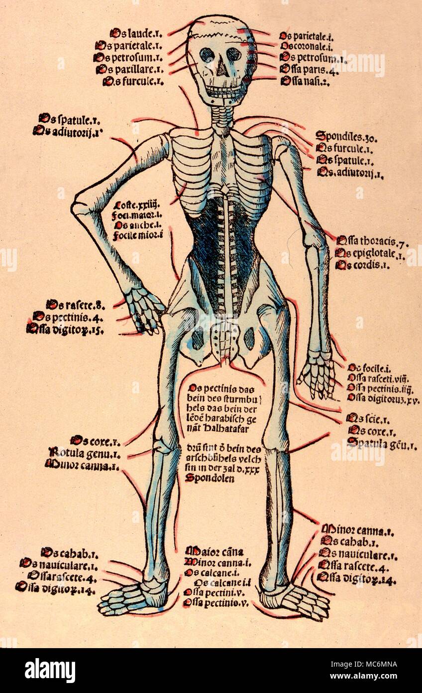 Graphique du squelette de fines herbes, d'une part de la gravure sur bois en couleur édition vénitienne de 1511 Santitatis Hortus- la première édition italienne Banque D'Images