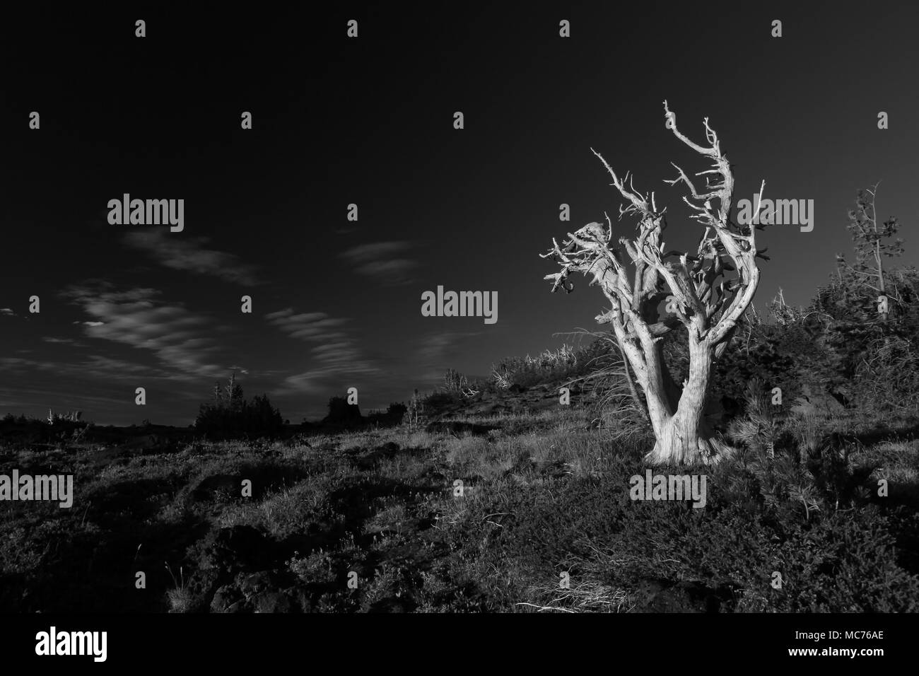 Arbre fantôme Banque D'Images