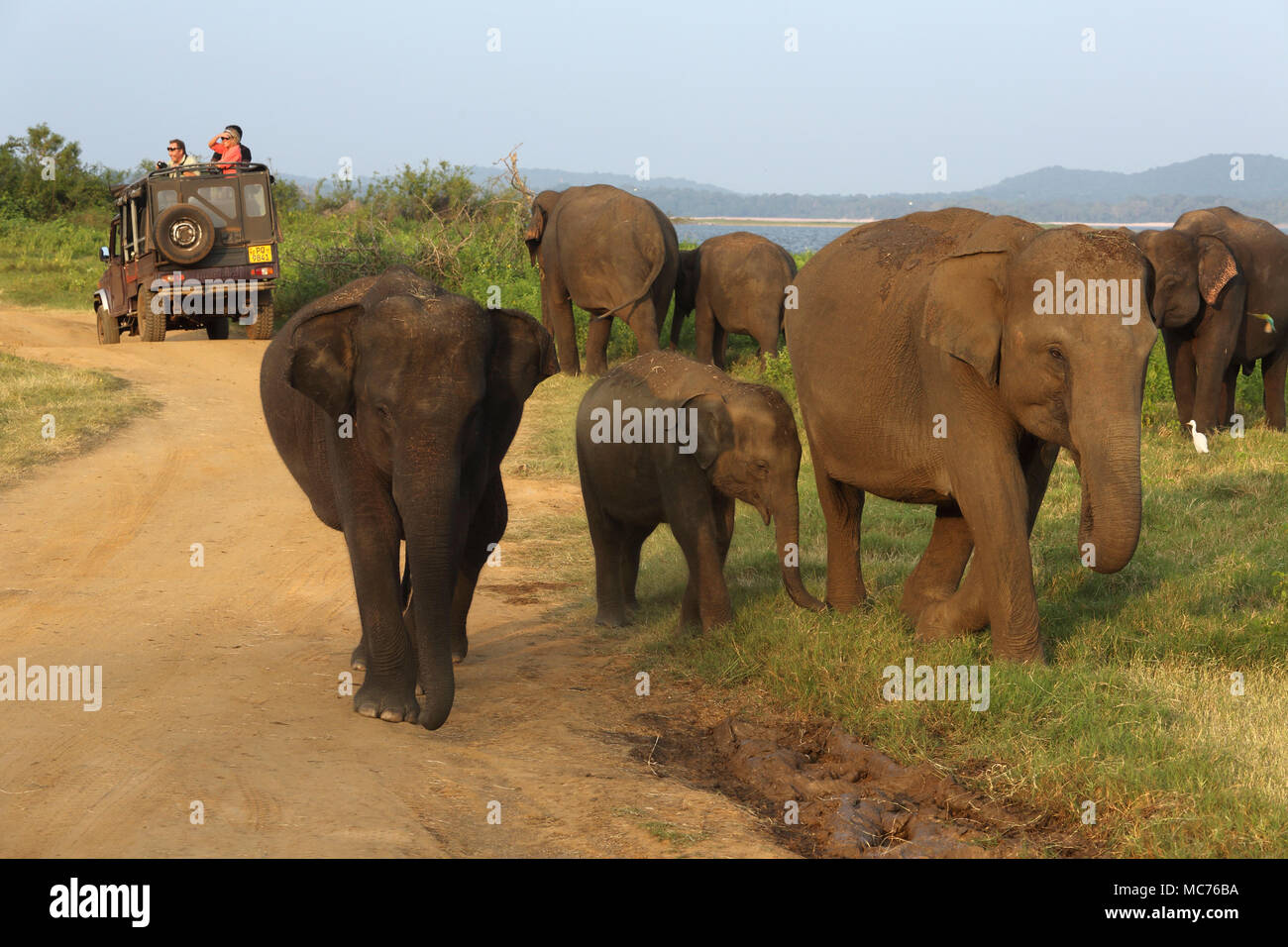 Le Parc National de Minneriya North Central Province Sri Lanka Les touristes en Safari par troupeau d'éléphants d'Asie Banque D'Images