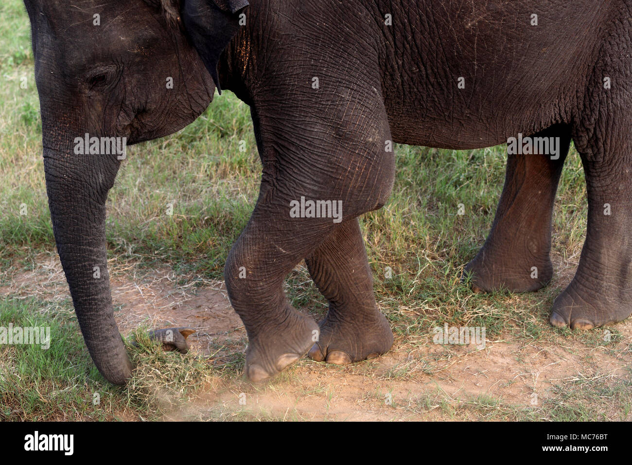 Le Parc National de Minneriya North Central Province Sri Lanka close up of young de pâturage de l'éléphant d'Asie Banque D'Images