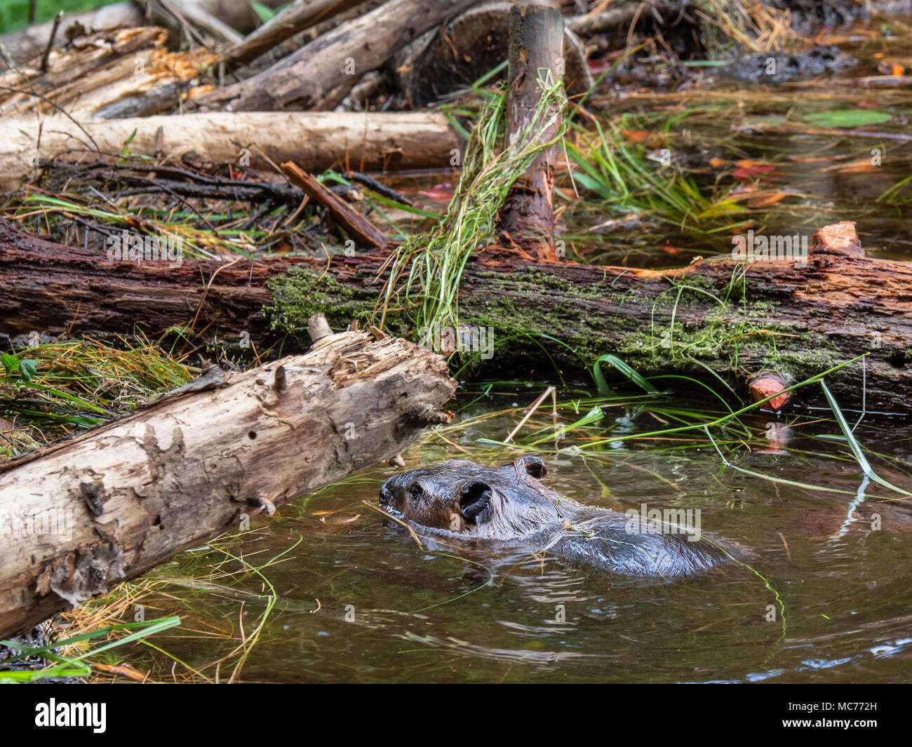 Castor dans l'eau, sentier Beaver Pond, Algonquin Provincial Park, Ontario, Canada. Banque D'Images