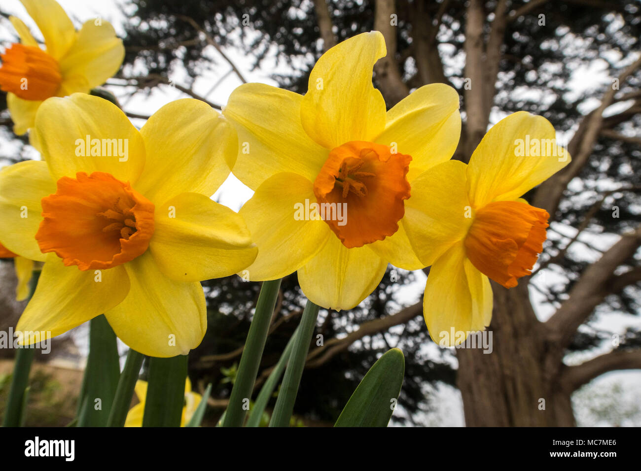 Héros de la jonquille, narcisse trompette, jaune à l'orange center de  fleurs de printemps qui poussent sous un arbre de Chypre de Monterey Photo  Stock - Alamy