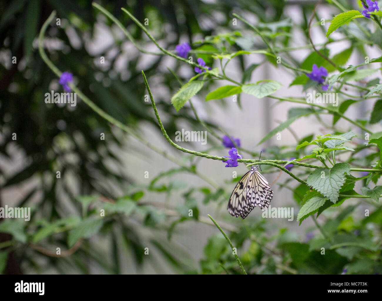 Kite/Papier/Papier de Riz grand arbre papillon nymphe ( Idée leuconoe) se nourrissent d'une fleur pourpre Banque D'Images