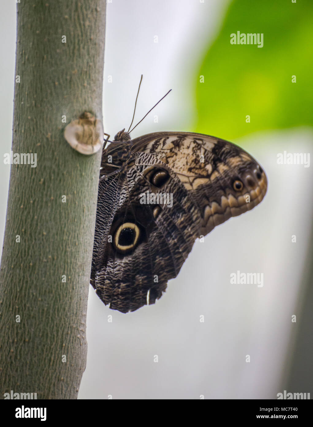 Owl (Caligo memnon géant papillon) perché sur le tronc d'un petit arbre. Banque D'Images