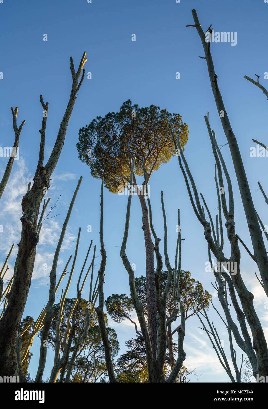 Les troncs des arbres morts atteindre vers les feuilles de pin en pierre Banque D'Images