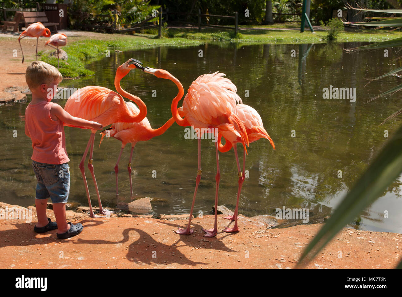Jardin tropical avec kid et les oiseaux exotiques de près. Petit garçon est l'alimentation flamant rose Banque D'Images