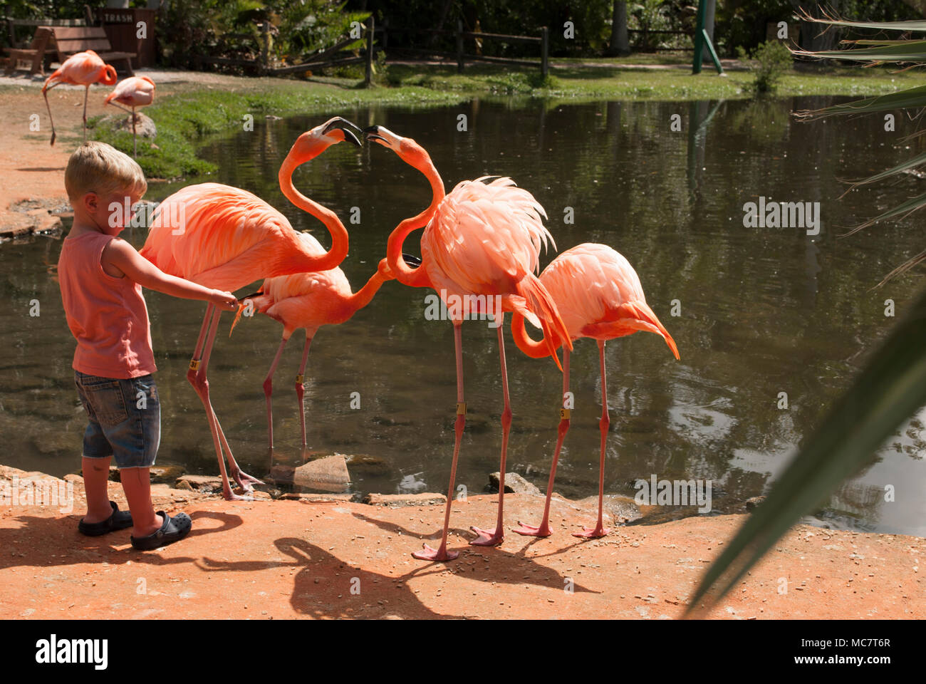 Jardin tropical avec kid et les oiseaux exotiques de près. Petit garçon est l'alimentation flamant rose Banque D'Images
