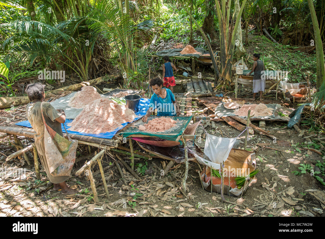 Extraction et préparation de sagou, l'île de Tasmalith, Papouasie Nouvelle Guinée Banque D'Images