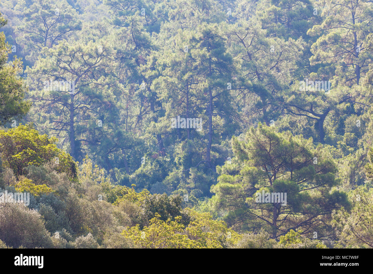 Pines sur la côte montagneuse de la mer Méditerranée à proximité de Marmaris, Turquie Banque D'Images