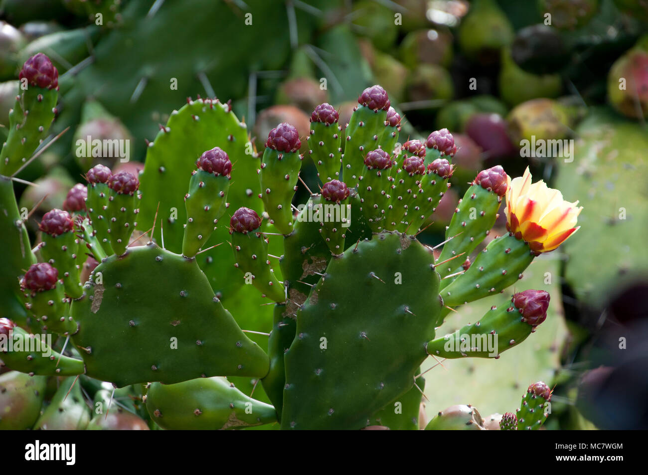 Sydney, Australie, le figuier de Barbarie avec les palettes de fruits et de fleurs Banque D'Images