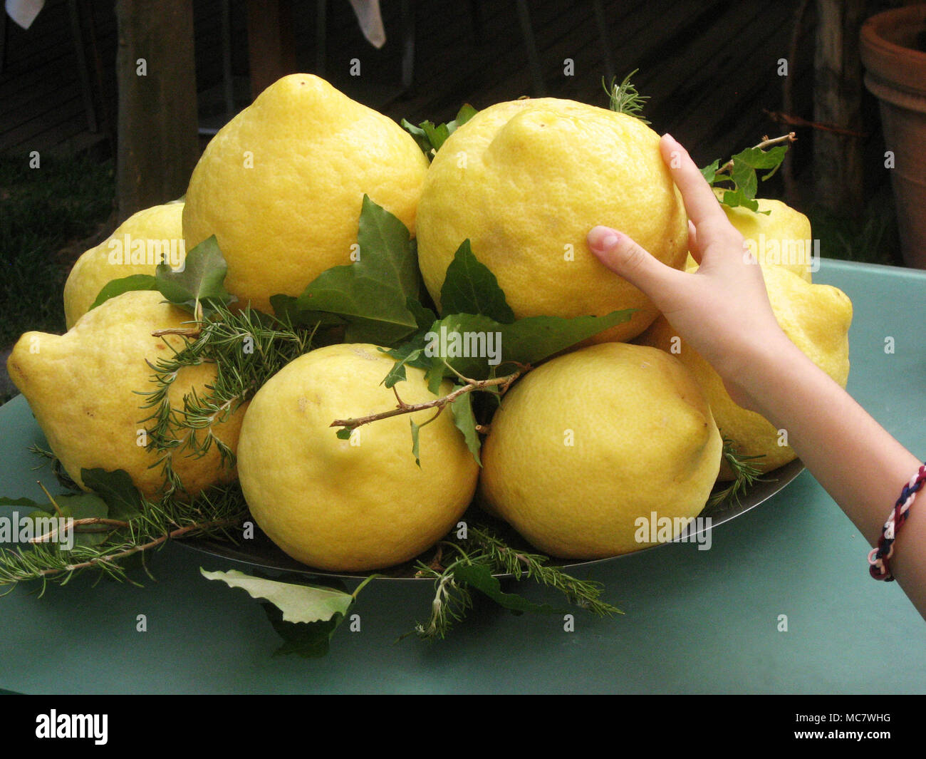 Les jeunes smooth hand reaching for grand jaune grumeleuse à Pompéi citron Banque D'Images