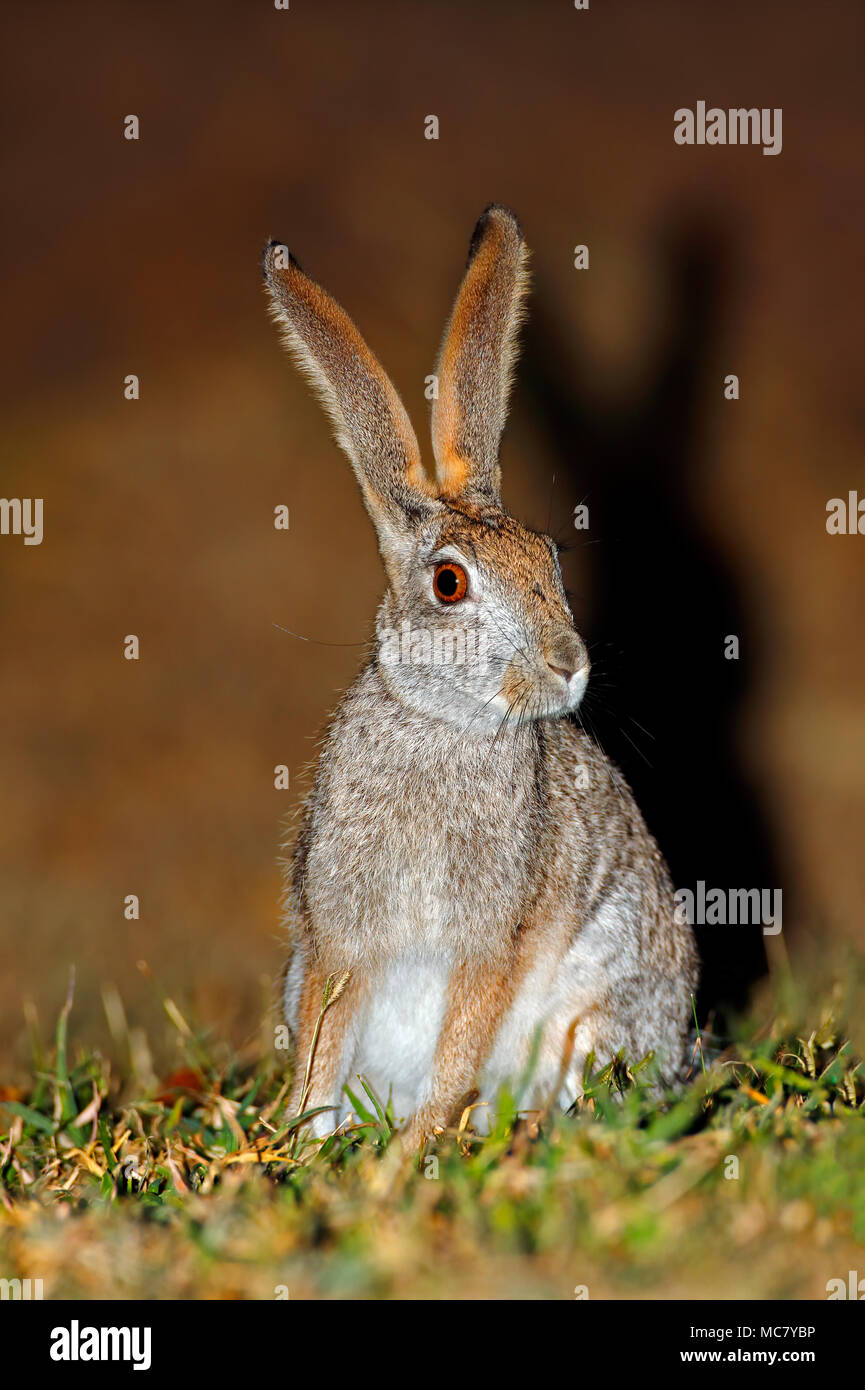 Une alerte frotter le lièvre (Lepus saxatilis) assis bien droit, Afrique du Sud Banque D'Images