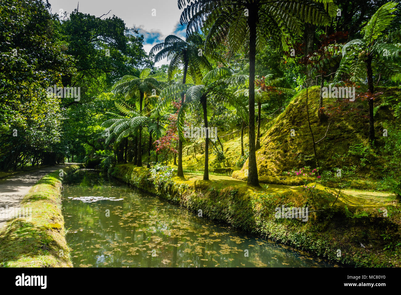 Jardin botanique Terra Nostra avec flore intacte à Furnas, Açores, Portugal. Banque D'Images