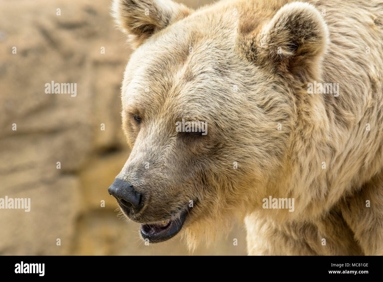 Un portrait d'un ours aux cheveux d'or Banque D'Images
