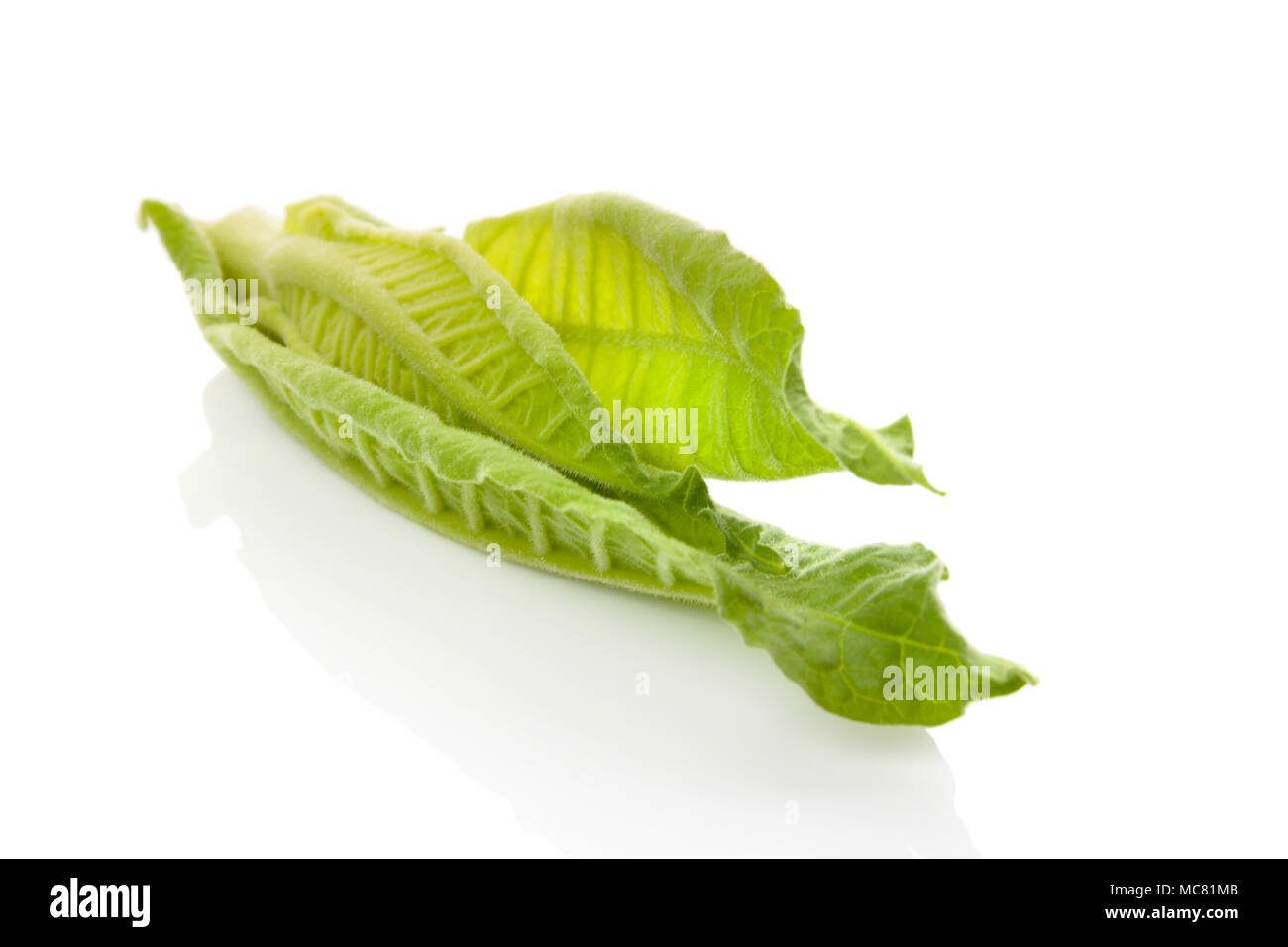 Les feuilles de tabac vert frais isolé sur fond blanc. Banque D'Images