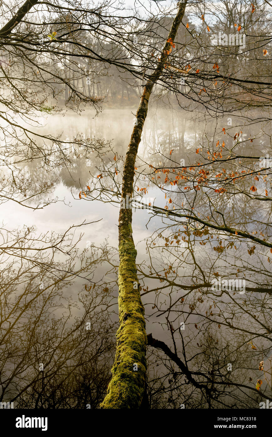 Silver Birch Tree penchées sur un lac appelé misty Fishpool sur Chobham Common réserve naturelle nationale. Banque D'Images