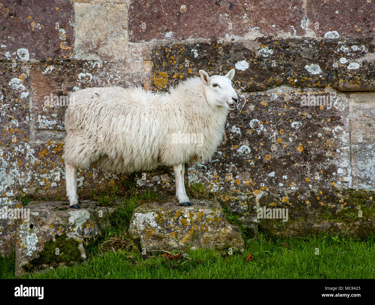 Face blanche brebis Brebis posant sur deux blocs de pierre par un mur en pierre à Woodspring Priory dans Somerset UK Banque D'Images