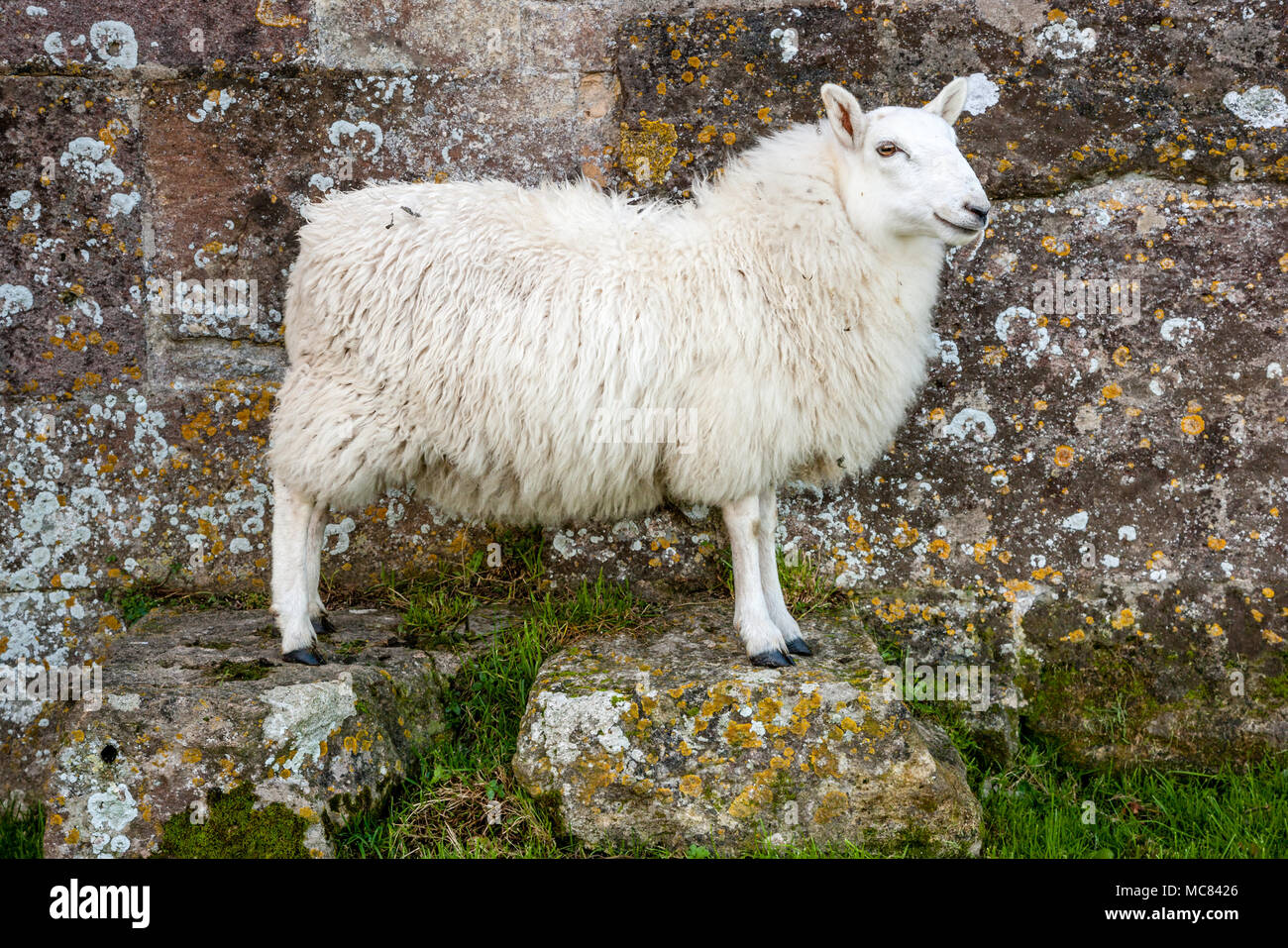 Face blanche brebis Brebis posant sur deux blocs de pierre par un mur en pierre à Woodspring Priory dans Somerset UK Banque D'Images