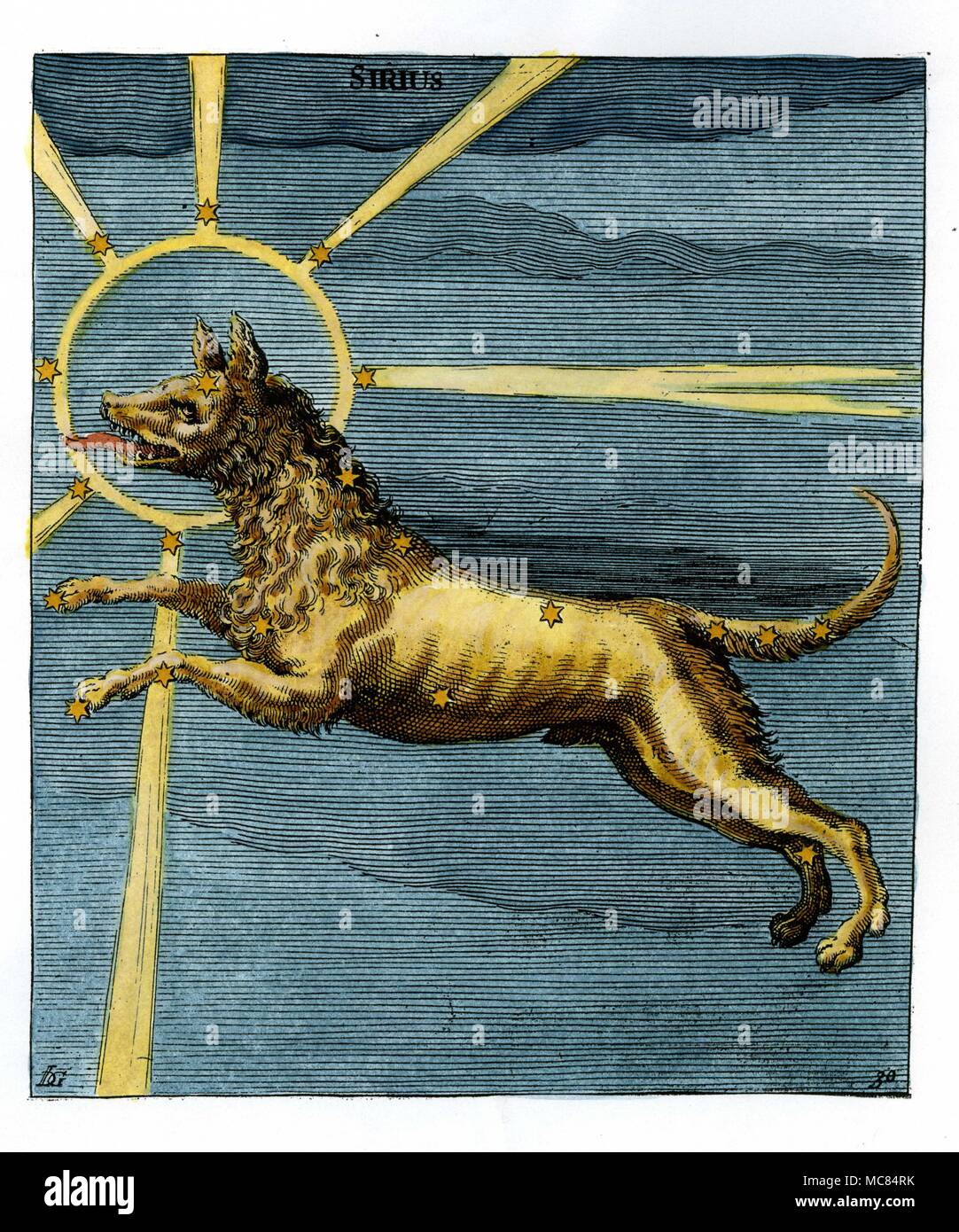Image de la constellation Canis Major - même si l'impression est elle-même marquée [en haut] avec le nom de Sirius, qui désigne la grande étoile dans l'astérisme. Dix-sept siècle gravure colord à la main, basé sur le neuvième siècle Aratus illumination dans Leiden. Aratus est né environ 315 avant J.-C., dans la région de Soli, et est l'auteur de la première star-book 'Phaenomena'. Banque D'Images