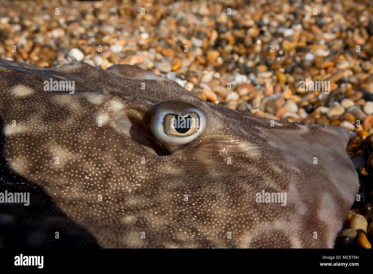 Un Thornback ray pris pêche côtière à partir de la plage de Chesil dans Dorset avant d'être libérés vivants montrant le détail de ses yeux. Thornbacks alon Banque D'Images