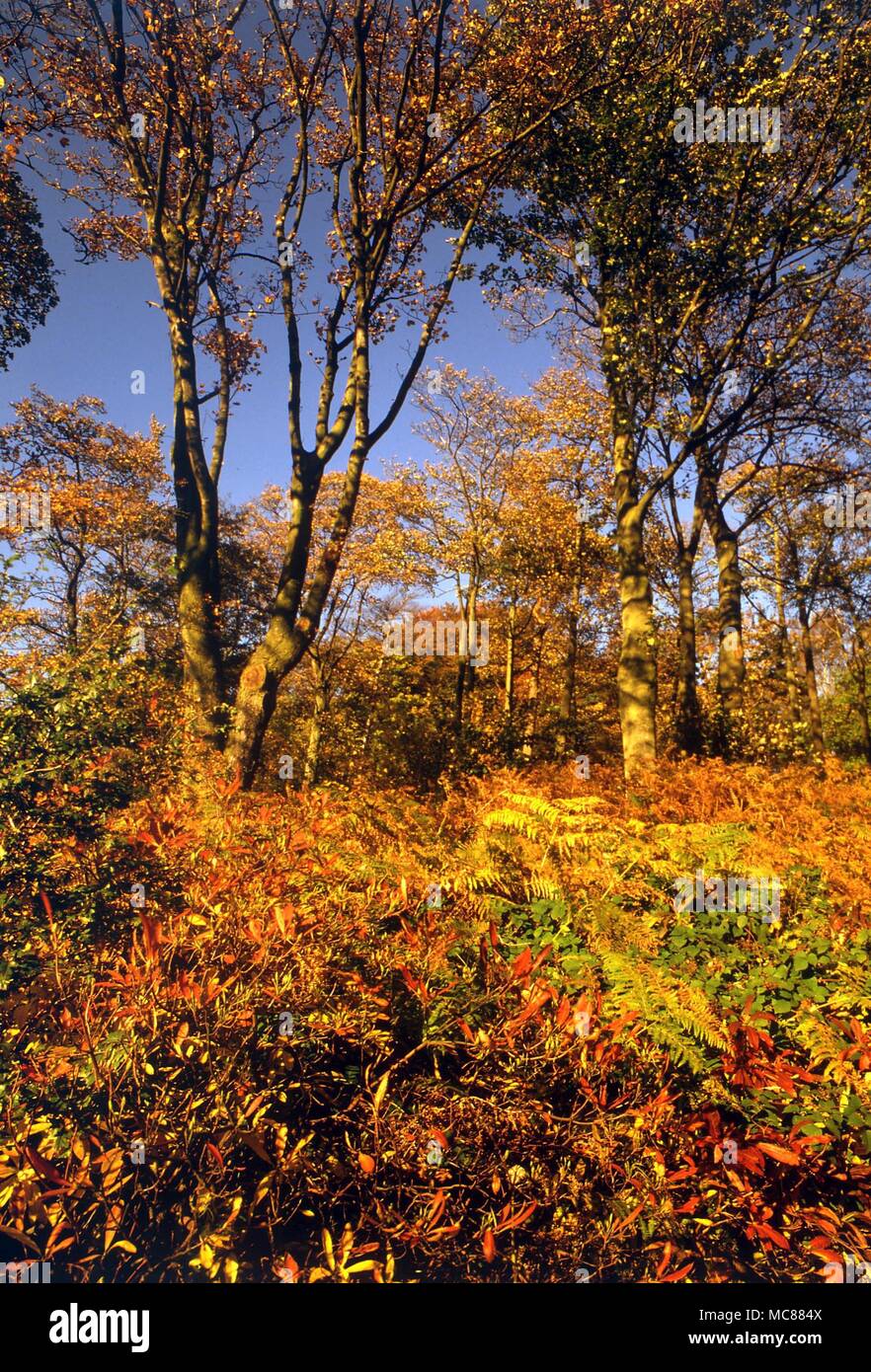 Les humeurs de la nature. Autumn woods Banque D'Images