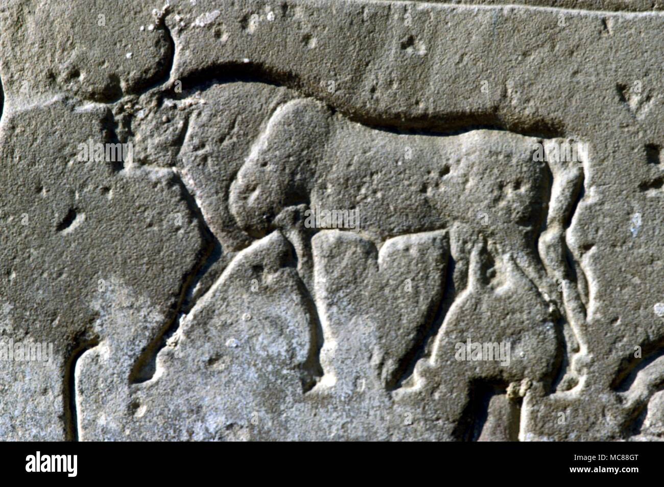 Détail de mythe égyptien hiéroglyphique de taureau sacré mur dans le temple de Karnak. Banque D'Images