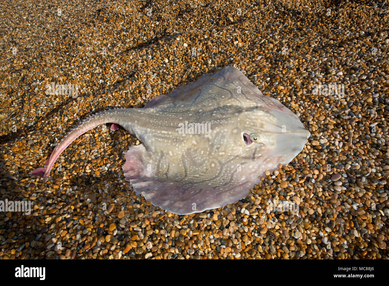 Un ondulent ray, Raja undulata, pris à partir de la plage de Chesil dans Dorset avant d'être remis en vie. L'ondulent ray a chuté à la capture et la libération Banque D'Images