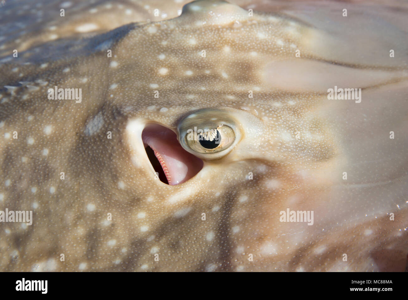 Un ondulent ray, Raja undulata, pris à partir de la plage de Chesil dans Dorset avant d'être remis en vie avec le détail de l'œil. L'ondulent ray a diminuer Banque D'Images